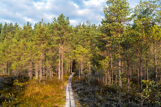 walking track atViru Raba or bog swamp at Lahemaa national park autumn