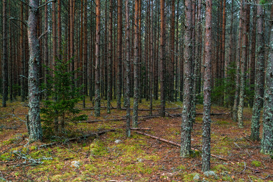 woods at Viru Raba or bog swamp at Lahemaa national park in autumn