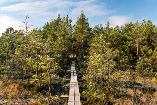 walking track atViru Raba or bog  at Lahemaa national park in autumn