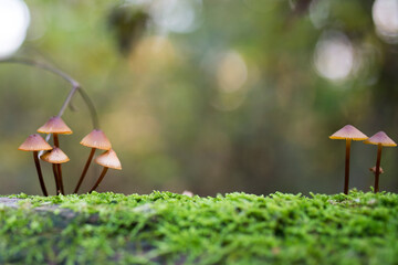 spring in the forest