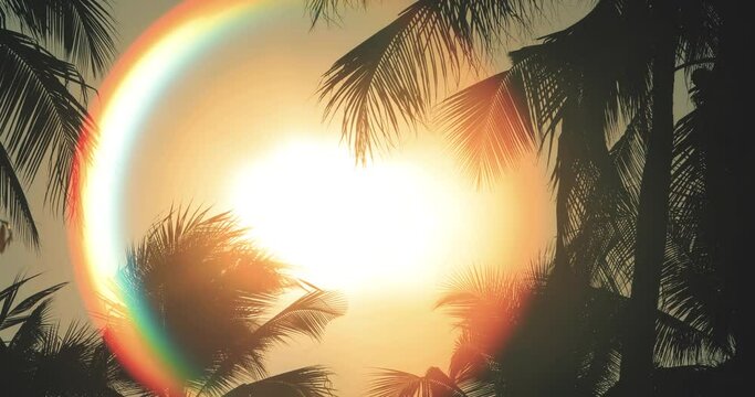 Silhouettes of palm trees swaying in the wind with sunset. 