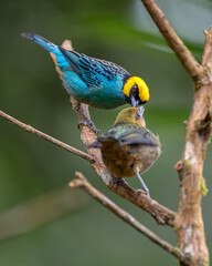 A mother bird just feeding her baby