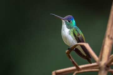 Small hummingbird resting on some dry branches