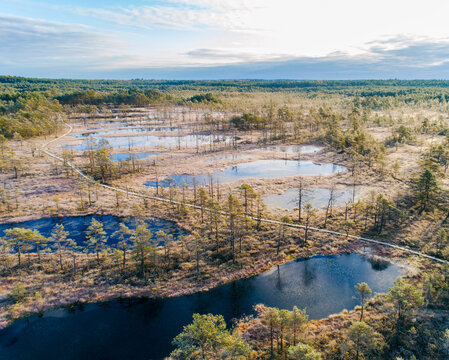 Aerial of Viru Raba or bog swamp at Lahemaa national park in autumn