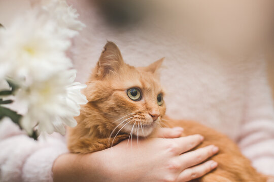 bright and pleasant photo about caring for a cat and flowers