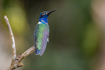 hummingbird looking back on a small branch