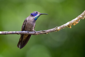 Hummingbird in search of insects from a small dry branch