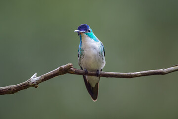 A curious look from a little hummingbird