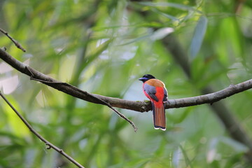 Scarlet-rumped trogon or Harpactes duvaucelii: a conservation bird in South of Thailand