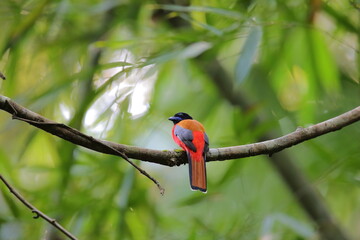 Scarlet-rumped trogon or Harpactes duvaucelii: a conservation bird in South of Thailand