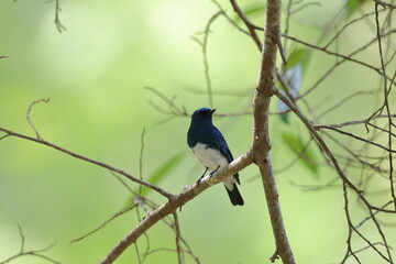 Cyanoptila cyanomelana or Blue-and-white flycatcher: A conservative bird in Thailand