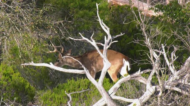 Whitetail large buck deer walking rubbing branches and walking 