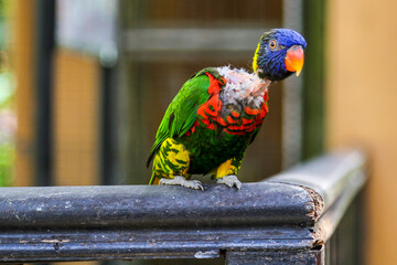 poor parrot © Markus