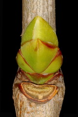 Lilac (Syringa vulgaris). Lateral Bud and Leaf Scar Closeup