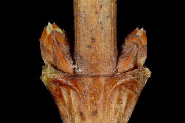 Snowberry (Symphoricarpos albus). Lateral Buds Closeup