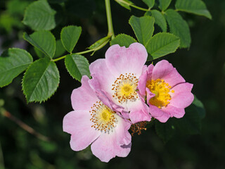Obraz premium Blühende Hagebutten, Rosa canina, im Frühling