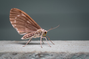 Side photo of a moth perched on the wall