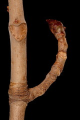 Horse-Chestnut (Aesculus hippocastanum). Short Shoot Closeup