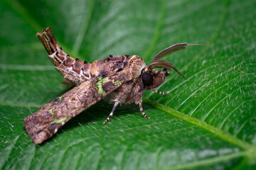 Strange shaped moth perched on a leaf