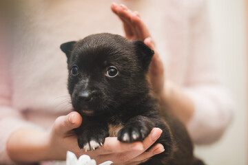 cute little puppies in caring hands