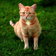 Tabby red cat green eyes in spring green farm grass background. Cute ginger red cat sitting outdoor summer day. Big adorable red cat pet eyes close up resting in nature garden. Animal portrait closeup