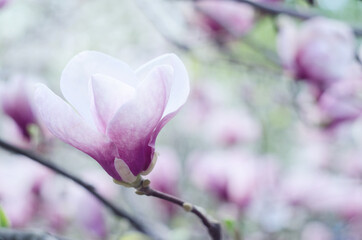 Beautiful magnolia tree blossoms in springtime. Jentle magnolia flower against sunset light.
