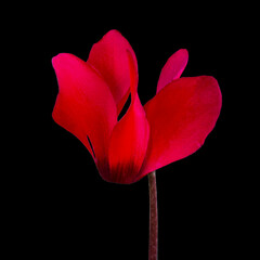 Cyclamen Repandum red flower isolated on black - 413841964