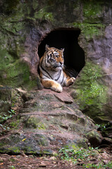 Siberian Tiger © Casa.da.Photo