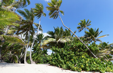 The picturesque Caribbean beach , Martinique island, French West Indies.