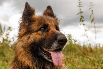 German shepherd dog. Close-up of a dog's head with a protruding tongue.