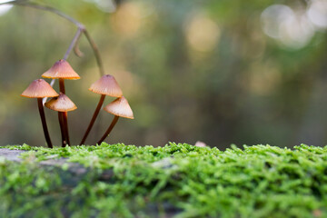 green moss on the ground with mushroom 