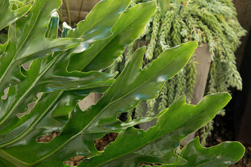 Large leaves texture. Closeup view of a Philodendron bipinnatifidum, also known as Lacy Tree...