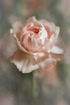 blooming pink carnation fine art look
