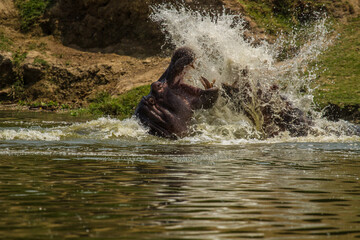 Flusspferdkampf in Uganda