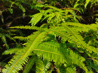 Ferns grow wild in the tropics. Shoots can be used as traditional food. Shrubs of ferns can help keep the slope structure from eroding.
