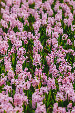 Hyacinth production on a farm in Netherlands
