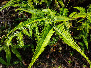Ferns grow wild in the tropics. Shoots can be used as traditional food. Shrubs of ferns can help keep the slope structure from eroding.
