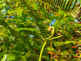 Ferns grow wild in the tropics. Shoots can be used as traditional food. Shrubs of ferns can help keep the slope structure from eroding.
