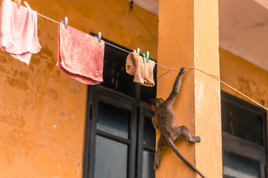 Monkey climbing pillar of concrete to get to hanging line