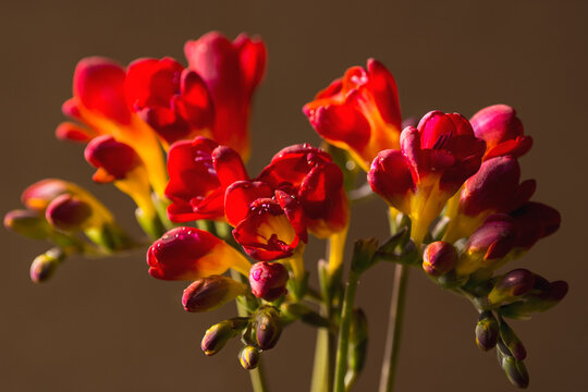 Bouquet of fresh, blooming spring freesias