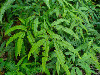 Ferns grow wild in the tropics. Shoots can be used as traditional food. Shrubs of ferns can help keep the slope structure from eroding.

