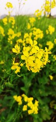 Mustard Flower