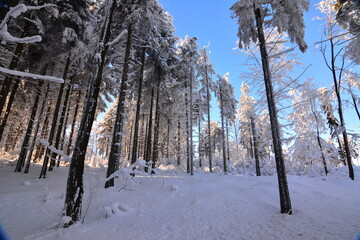 Winter
