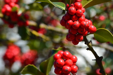 Obraz premium Branches de houx, Ilex aquifolium