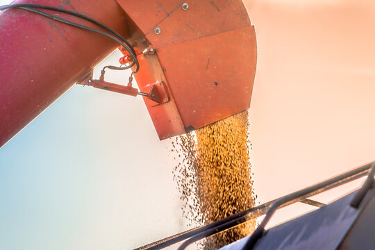 Maquina Agricola Harvester harvesting soybeans. Tapurah, Mato Grosso, Brazil. Maquina Agricola Colheitadeira colhendo a soja. Tapurah, Mato Grosso, Brazil.