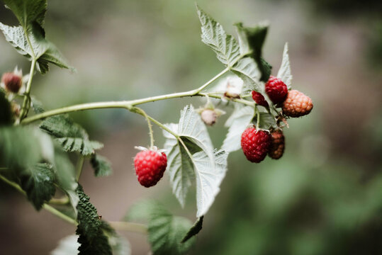 Red raspberry on the vine.