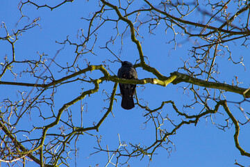 A jackdaw sitting on a tree branch