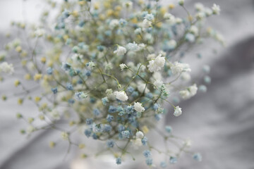 Baby's breath gypsophila flowers close-up background, blurred, selective focus, Shallow depth of field