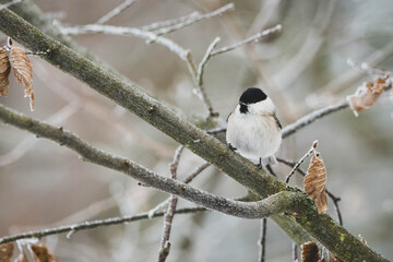 Tannenmeise im Winter auf Ast