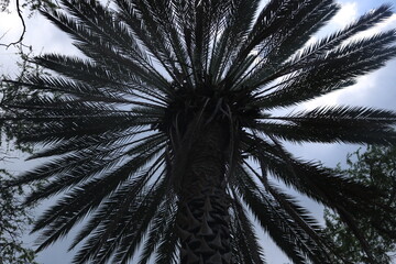palm tree in the wind